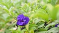 Butterfly Pea flowers in the garden Royalty Free Stock Photo