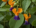 Butterfly pea flowers are orange in color