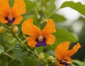 Butterfly pea flowers are orange in color