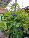 Butterfly pea flowers after the rain in the garden in front of my house