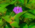 butterfly pea flowers which are famous for being easy to live in Indonesia are often found in forest areas Royalty Free Stock Photo