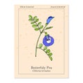 Butterfly pea litoria ternatea , or bluebellvine, medicinal plant Royalty Free Stock Photo