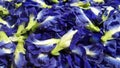 Butterfly pea