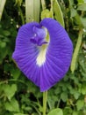 Butterfly pea one of fabaceae family Royalty Free Stock Photo