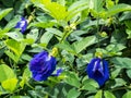 Butterfly Pea park garden Green leaves