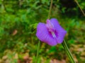 butterfly pea flowers which are famous for being easy to live in Indonesia are often found in forest areas Royalty Free Stock Photo