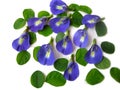 Butterfly Pea Twelve Royalty Free Stock Photo