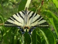 Butterfly on a peach tree Royalty Free Stock Photo