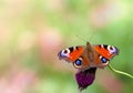 Butterfly peacock Aglais io, European peacock on pink flower on blur green background forest