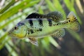 Butterfly peacock bass Cichla ocellaris