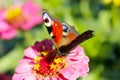 Butterfly Peacock Eye Collecting Nectar On Zinnia. Insect On Flower