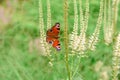 Butterfly Peacock eye on flower close-up Royalty Free Stock Photo