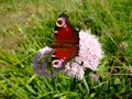 Butterfly peacock eye on the flower in spring