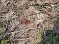 Butterfly Peacock eye on the ground covered with old foliage on a Sunny spring day Royalty Free Stock Photo