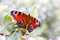 Butterfly Peacock Eye Inachis Io On A Branch Of A Tree, A Fin