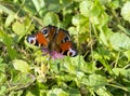 The butterfly of peacock eye, Inachis io, Nymphalidae, sitting o Royalty Free Stock Photo