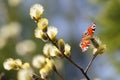 Butterfly Peacock-eye Nymphalidae spring Sunny day on the will Royalty Free Stock Photo