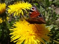 Side view of big butterfly of a peacock`s eye on a yellow dandelion . Royalty Free Stock Photo