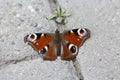 Butterfly Peacock eye Royalty Free Stock Photo