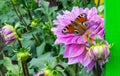 Butterfly peacock eye sit on a flower of aster Royalty Free Stock Photo