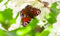 Butterfly Peacock Eye Sits On A Hydrangea Bush
