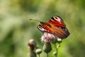 The butterfly of peacock eye on a thistle flower.