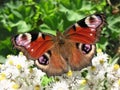 The butterfly peacock (Inachis io)