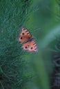 a butterfly peacock pansy (Junonia almana) perched on a bush Royalty Free Stock Photo