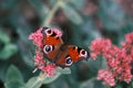 A butterfly peacock sits on a flower of ice plant. Royalty Free Stock Photo