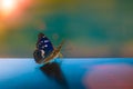 Butterfly with pearly wings in the sun Royalty Free Stock Photo