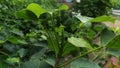 Butterfly peas Tree