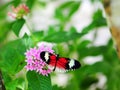 Butterfly on Pentas lanceolata