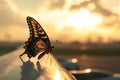 butterfly perched on an airliners wingtip