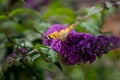 Butterfly on Anise Hyssop Flowers