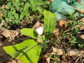 a butterfly perched on a banana tree leaf Royalty Free Stock Photo