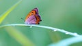 Butterfly perched on a branch in the morning