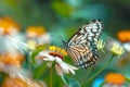 Butterfly perched on Coat buttons flowers, vibrant blooms in focus