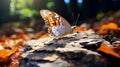 Godly Realistic Close Up Of A Beautiful Butterfly On Colorful Rocks