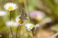 butterfly perched on a daisy in a field of flowers