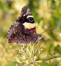 Butterfly perched on flower