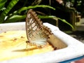 Butterfly perched on food