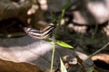Butterfly Perched on Green Stem in Forest Floor Light and Leafy Shade Royalty Free Stock Photo