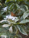 A butterfly perched on a Jasminum sambac flower