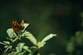 butterfly perched on a leaf. Close-up of the species Pararge Aegeria Family.-Nymphalidae.Vulgar name: Maculada or Butterfly of the Royalty Free Stock Photo