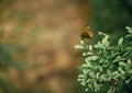 butterfly perched on a leaf. Close-up of the species Pararge Aegeria Family.-Nymphalidae.Vulgar name: Maculada or Butterfly of the Royalty Free Stock Photo