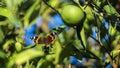 Butterfly perched among the leaves Royalty Free Stock Photo