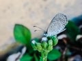 A butterfly perched over a flower that still buds, insect wing, nature background, small animal