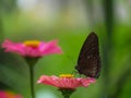 A butterfly perched on a pink zinnia flower. Royalty Free Stock Photo