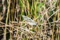 Butterfly perched on planted field