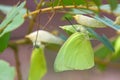 Butterfly perched on pupa